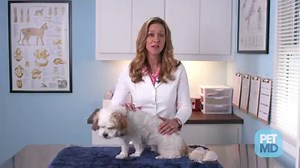 What are hot spots, and what can you do to treat them? Learn more: https://goo.gl/Hg9Otv | PetMD