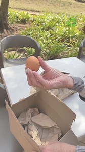 Crack-proof guarantee: Storopack protective packaging aces the ultimate egg challenge! 🥚✨ Contact us to upgrade your protective packaging. ☎️ 011 627 7000 💻 www.bidvestafcom.co.za #EggChallenge #StoropakStrong #PackagingPerfection #Storopak #BidvestAfcom #Mzansi #Challenge | Bidvest AFCOM