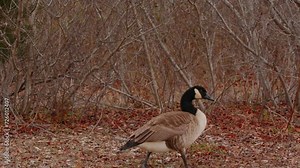 Canada goose, Branta canadensis, large wild goose with black neck, waterfowl with webbed feet walks along the shore of city park.