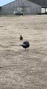 He Tells Them All When Its Getting Dark and Ready For bed | Grae Farms LLC