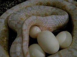 Cornsnake lays eggs