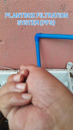 [New Innovation] Plantbox Filtration for aquaponics System for Crayfish and Guppy! #GyppyBreeder #Crayfish #Aquaponics #Plantbox #PlugCommunity #fypシviralシ2024 #fyp2024viral #sustainablefarming #urbanFarming #AquaCulture #Hobby #Farming #Agriculture | PlantBox Innovation