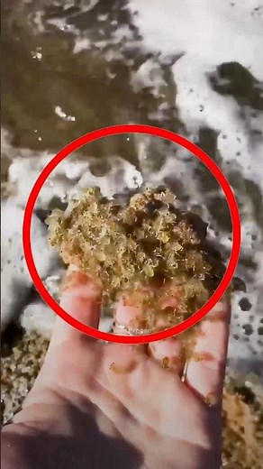 "The Secret of Moving Sand! 😳🦀"