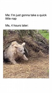 Quick naps be like... 😴🥱 . #naptime #sleepisfortheweak #tagsomeone #funnymeme #lol | Factory Buys