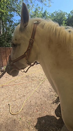 This lovely mare came too us on sales livery, Itchy and with uncontrolled swèet itch.This is a video shows an amazing transformation from itchy, uncontrolled sweet itch to clean and itch free. Is video was cut so I will be uploaded in a part 2 #SweetItch #HorseCare Lively #atouchmoore #horsegrooming #equinecare #Equine #Cleaning | A Touch Moore