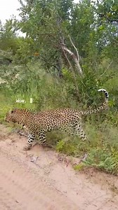 206K views · 5.6K reactions | Male leopard Hosana scent marking along Robson boundary #Today #safari #nature #experience #Africa #wildlife | Africa Journey Nature Experience | Facebook