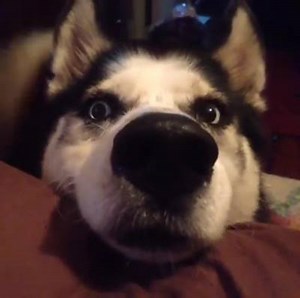 12 reactions | Husky sneeze | Bracelets | Facebook