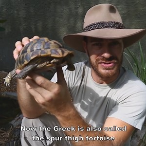 Checking Out The Hermann's Tortoise! | Kamp Kenan