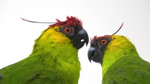 These parrots developed new dialects in captivity. Can their wild kin understand them?
