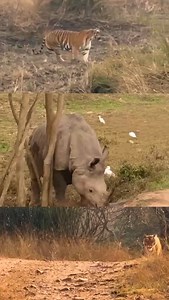 36 reactions | The new safari season kicks off this October! Get ready to explore Indian wilderness with Tigerwalah. From thrilling trails to rare encounters, it’s all waiting for you. Bookings open after July — stay tuned! #tigerwalah #indianwildlife #ranthamborenationalpark #jimcorbett #wildlifesafari #tiger | Tigerwalah | Facebook