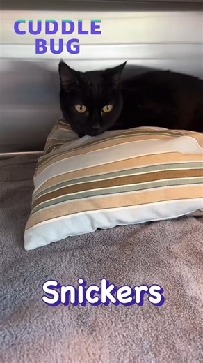Snickers is the sweetest cuddle bug! 😻 #cuddlebug #cuddles #kittycuddles #adopt #hssa | The Humane Society of Southern Arizona