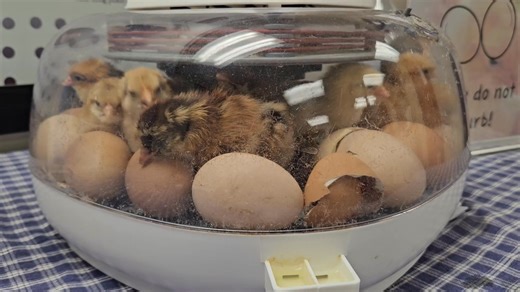 We have baby chicks! Three weeks ago Farmstead staff incubated eggs from our current group of chickens... these little cuties are the result! | Peter Wentz Farmstead