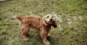 Le cocker anglais est un espanel : vidéo de stock (100 % libre de droit) 3457936359 | Shutterstock