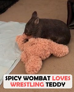 Woman cared for baby wombat after a car accident 🙌 #rescueepet #wombat #cuddlebuddies | Cuddle Buddies
