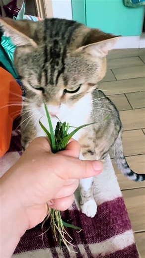 Рекомендовані акаунти