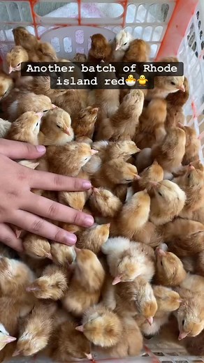 Pure rhode island red chicks 🐣🐥 #facebookreelsvideoシ #rhodeislandrealestate #chickenfarming #rhodeislandredchickens #RhodeIsland #facebookreelsviral | Catherine Guerrero Alcala