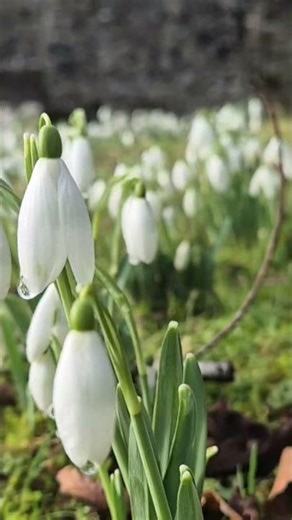 Forest walk in Ireland 🌱 First snowdrops of spring 🥰