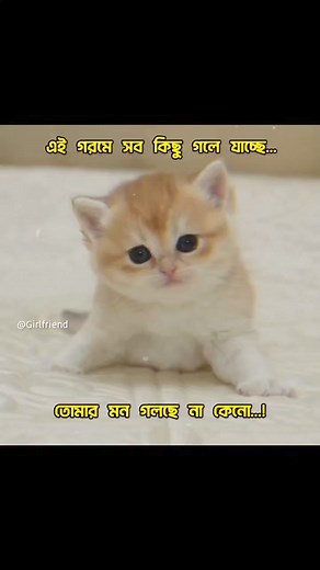 6.3K views · 182 reactions | Hmmm凉凉凉 | Girlfriend | Facebook