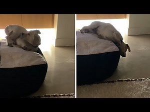 Sleeping pup hilariously falls off the couch during naptime #Shorts