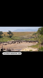 2.3K views · 124 reactions | This herd was spotted crossing the Sand river in Masai Mara. Notice the long line of wildebeest thundering towards the river in the background! A well chosen crossing point for this herd as they have avoided the crocodiles of the Mara river. This fantastic video was taken on the 14th of July 2023.  - @gsurya #herdtracker #wildebeestmigration #wildebeest #greatmigration #kenya #masaimara | HerdTracker | Facebook