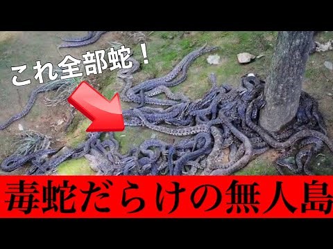 [Danger] Queimada Grande Island, an uninhabited island inhabited by poisonous snakes [Snake Island]