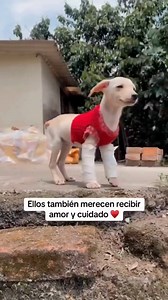Este vídeo es la prueba de que el amor puede cambiarlo TODO 💚 Un cachorro llegó con dificultades… y hoy corre feliz gracias a una familia que no se rindió 🐕 📹 vía momentoviral (en X) | SIGNUS Ecovalor