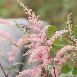 Available in a variety of shades and forms, hydrangeas brighten any outdoor space with their showy, yet delicate, long-lasting flowers. Peter Teasdale explains how to create a subtle, soft pink, terrace arrangement, by combining lacecap hydrangeas with the contrasting form of the astilbe. #terracegarden #containergardening #patioplants #summerflowering #astilbe #astilbes #hydrangea #lacecaphydrangea #paviliongardencentre #pavilionballygarvan #paviloncork #thepavilion #thepavilionballygarvan #Sha