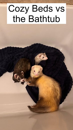 4.3K views · 312 reactions | This gives a new meaning to falling asleep in the tub 臘‍♀️ , and I’m not even gonna pretend to understand why the bathtub is their new favorite place to sleep  . . . . . #ferrets #funnyferrets #ferretlife #why #cuteferrets #ferretmom #funnyanimals #mykidshavepaws | Ferrettails | Facebook