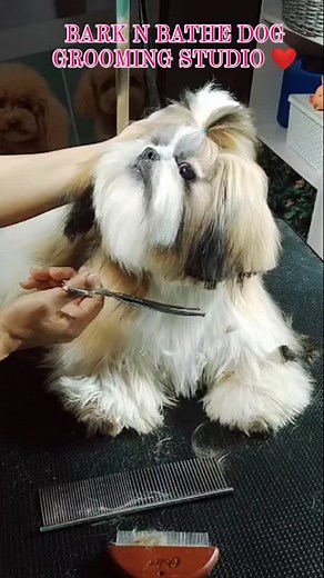 #barknbathedoggroomingstudiojalandharpunjab💕💕💕💕💕💕💕💕💕💕💕💕💕💕💕💕💕 #barknbathedoggroomingstudiojalandharpunjab #barknbathedoggroomingstudio🇮🇳🇮🇳🇮🇳🇮🇳🇮🇳🇮🇳🇮🇳 #stylecuts #stylecuts #swaggerfurbabies #barknbathereels🌸🌸 #barknbathedoggroomingstudio🇮🇳🇮🇳🇮🇳🇮🇳🇮🇳🇮🇳🇮🇳 #swaggerfurbabies #barknbathereels🌸🌸 | Bark N Bathe-Dog Grooming Studio