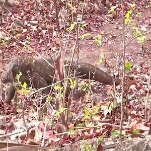 Komodo dragon with antelope | Choppies - Namibia