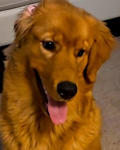 Everything is better with cheese 🧀 | Furry Tails