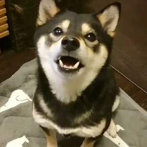 27K views · 2.3K reactions | Please give me ~! IG: saku_ohana | Shiba Inu Overload | Facebook