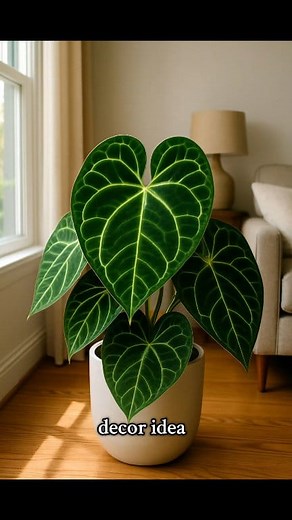 The Anthurium Crystallinum is plant royalty — velvety leaves, bright glowing veins, and that rich, dramatic green that transforms any room into a luxurious indoor oasis. These large, heart-shaped leaves catch the light beautifully, making the plant look almost illuminated. Anthuriam Crystallinium $150 to $550 📅📞 432 3450 📍14 Ramai Trace Debe Trinidad and Tobago (search Waze or Google Maps for The Green Farmer) 🚚 Delivery available across T&T Linx and credit cards accepted Monday to Saturday 