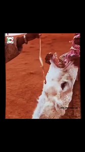 Why People Feed Snakes to Camels Facts...! #cameleatsnake #cameleatingsnake #camels #wildlife | Furqan Qureshi