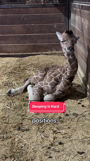 Baby Giraffes Learning to Sleep: How Giraffes Sleep