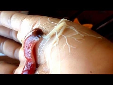 Watch a Nemertea shoot an alien-like proboscis from it's body