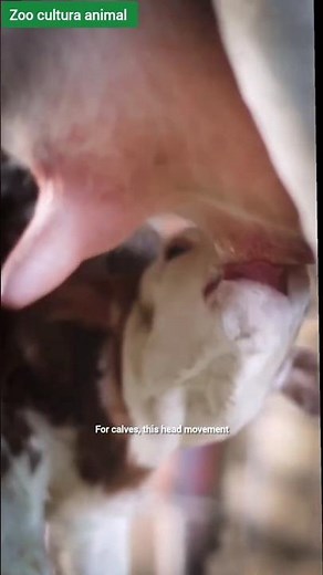 Why Do Calves Headbutt While Feeding?