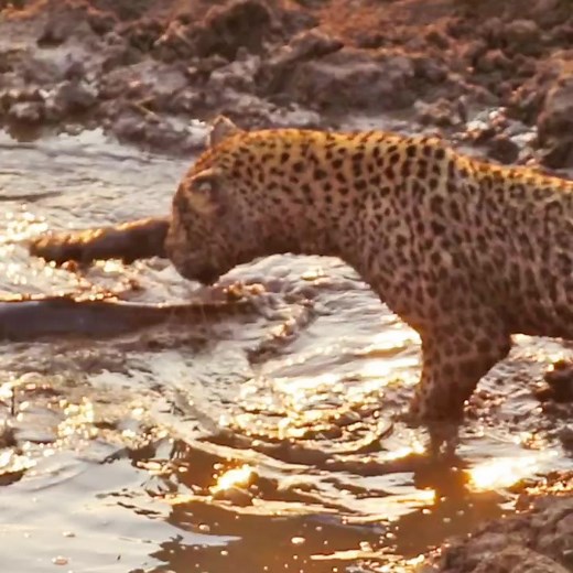 http://bit.ly/FishingleopardFish in Small Puddle Doomed by Hungry Leopard With the heat drying up this waterhole, leaving the fish nowhere to go, it gives a hungry leopard an opportunity of a lifetime! Watch the full video! Link in bio (http://bit.ly/Fishingleopard) Tags: #Nature#travel#vacation#view#adventure#outdoors#explore#lucky#wilderness#Tourist#Visiting#animal#camping #wild#africa#wildlife#safari#Krugernationalpark#Kruger#Krugerpark#Knp #waterhole #hunt#videos #leopardkill #fishing #fish 