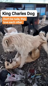 King Charles Dog Don't be rude, they love each other #petlove #dogs #dog #highlighteveryone #highlights | Mr-conductor NG Capiz