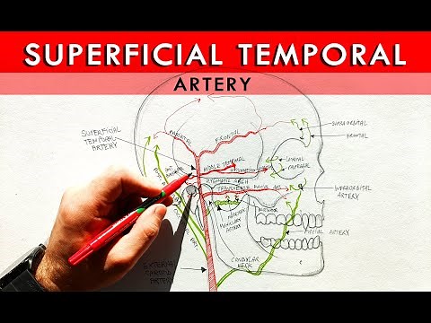 The Superficial Temporal artery and its branches | Anatomy Tutorial