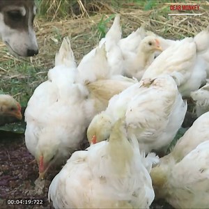 Fantastic Lady on Reels