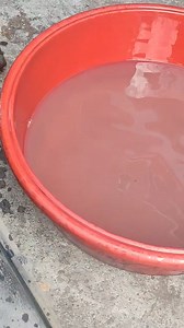 Diesel na ewan ang kulay at amoy. Mahilig sa mura. Kaya heto na yun Murang pagawaan sa IMUS CAVITE Free estimates and check up Gasoline and diesel mechanic All around mechanic ng imus cavite Address : 851 sampaguita Street ,plaridel subdivision bayan luma 7 imus cavite Waze /Google maps : Allmar autocare 09468821593 @topfans Allmar Autocare Prince Calliv Autocare Martos Ace Martos Mabait Na Maka Diyos TopFans #pageviralシ゚ #allmarautocarefacebookreels #allmarautocareinstagram #allmarautocaretikto