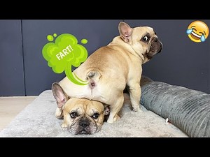 Funny Animals Farting Try Not To Laugh