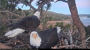 99K views · 14K reactions | Jackie & Shadow sittin in a tree.......