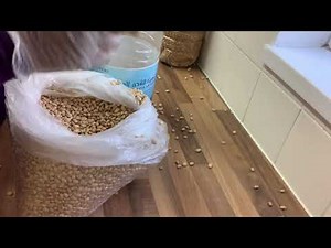 How to store dry beans from Weevils for as long as years
