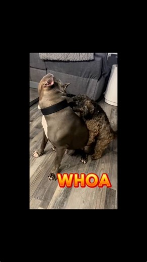 Things get inappropriate real fast lol.. It’s always a royal rumble on Saturday nights. #dogfight #royalrumble #xlbully #cockapoo #funny | Buff N Blue Bullies 2