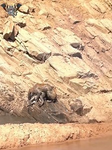 9.4K views · 149 reactions | Can the zebra get its baby back from the leopard | Animals usa | Facebook