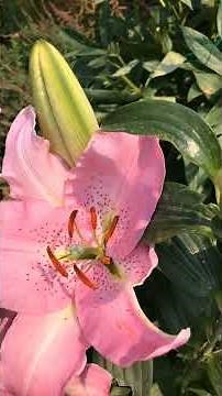 Oriental Lily in Big Blooms