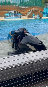 Orca encounter at SeaWorld Orlando #conservation #rescue #rehabilitation #seaworld | Travisandcousins