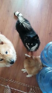 312K views · 10K reactions | အသည္​းတုန္​းမ်ားန႔ဲ​ေန႔လယ္​ဘက္​ အိမ္​မွာ​ေဆာ့.အသစ္​​ေပါက္​တ့ဲသားသားRAMBO ​ေလးလမ္​း​ေလ်ွာက္​စမ္​း​ေနတာပါ | Chan Chan | Facebook